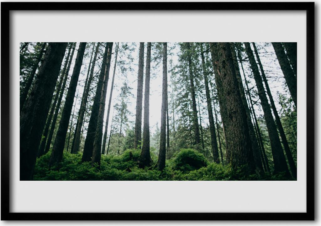 Bild 70x50 MDF-Rahmen Wandkunst Natur Wald Bäume