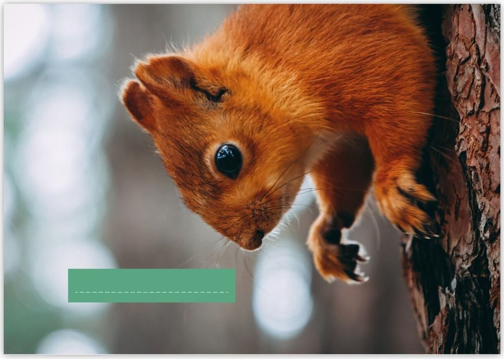 Tier A3 Kinder Malblock Motiv "Eichhörnchen"