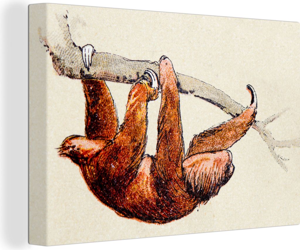 OneMillionCanvasses - Leinwandbilder - 140x90 cm, Eine Illustration eines Dreizehenfaultiers, Wandbilder Kunstdruck Wanddekoration - Foto auf Lei...