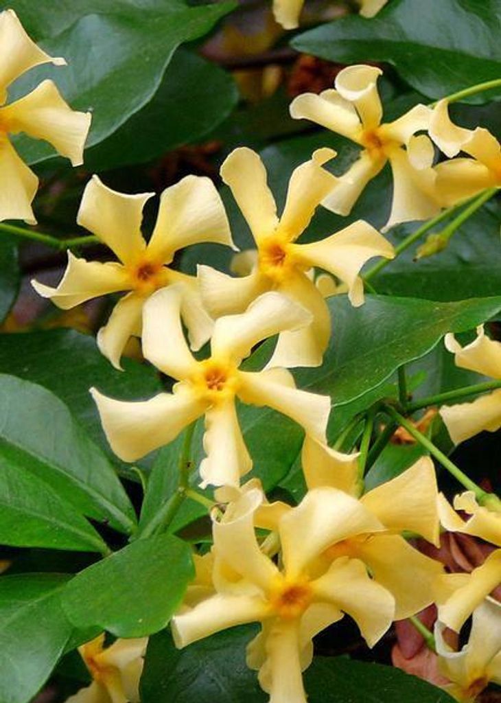 Sternjasmin Trachelospermum 'Star of Toskana' Gelb Produktbild 