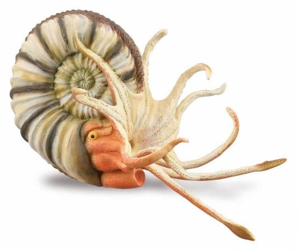 COLLECTA Ammonite Pleuroceras - (XL) Immagine del prodotto 