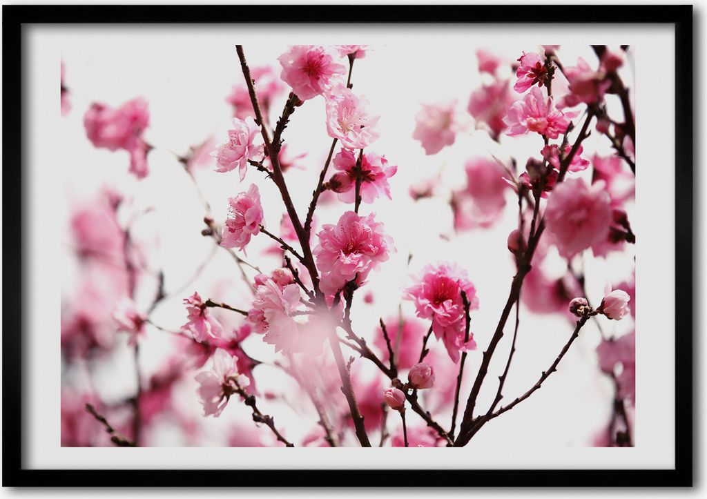 Bild - Bilderrahmen - 100 cm x 70 cm - MDF - Rahmen - Foto - Wandkunst Pflaumenblüte