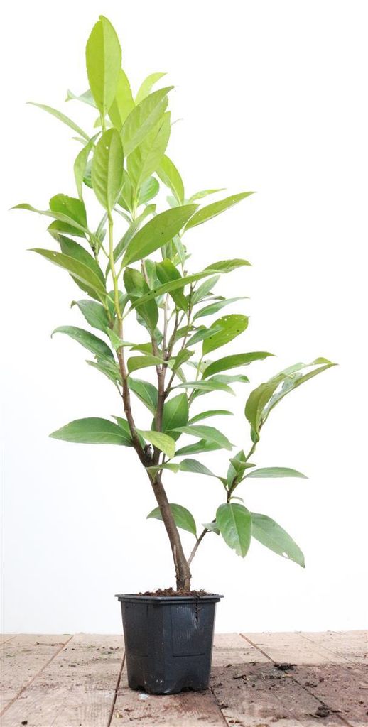 Prunus laurocerasus 'Caucasica', Kirschlorbeer, immergrün, 60–80 cm