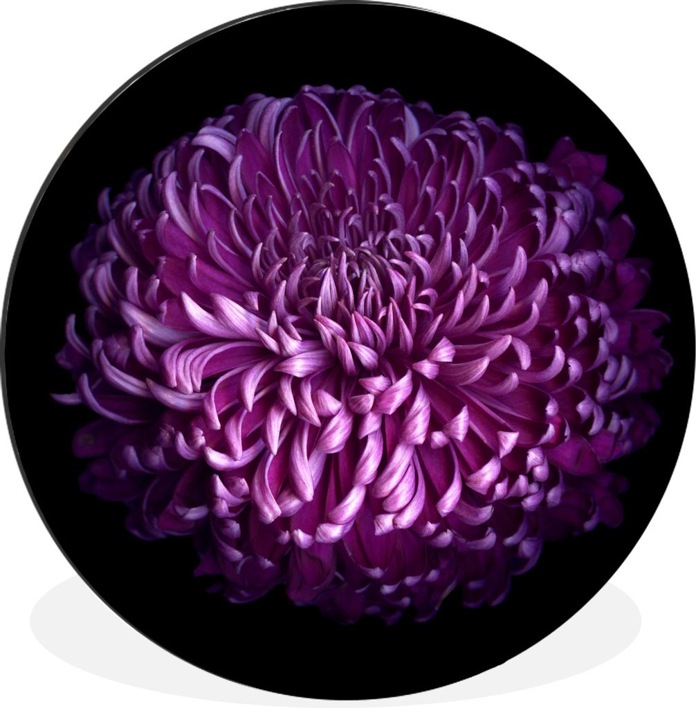 MuchoWow Aluminium Wandkreis Die Blätter einer lila Blume auf schwarzem Hintergrund Ø 30 cm Wanddeko Modern Wohnzimmer - Wand Bild - Wohnzimmer...