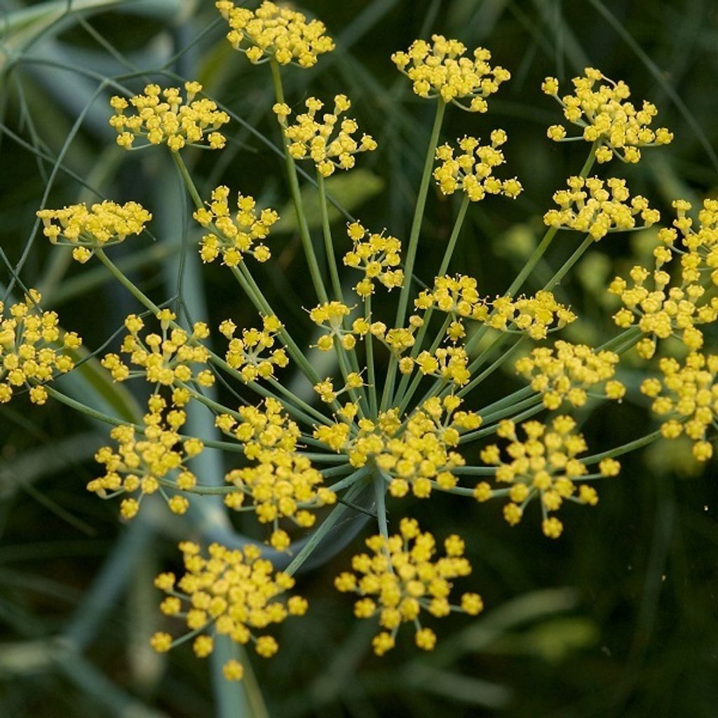 6 x Fenchel - Foeniculum vulgare | Topf 9cm x 9cm Image du produit 