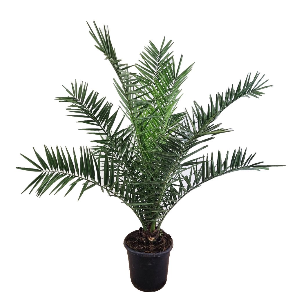 Phoenix canariensis Dattelpalme 75cm XXL Produktbild 