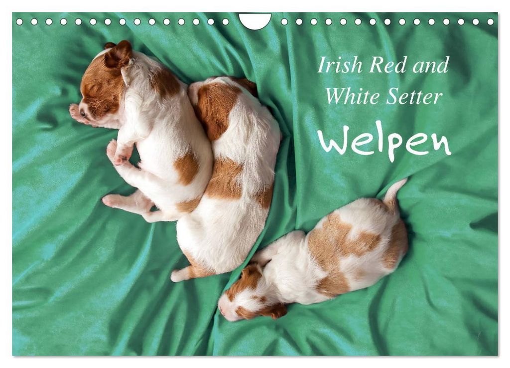 Irish Red and White Setter Welpen (Wandkalender 2027 DIN A4 quer), CALVENDO Monatskalender