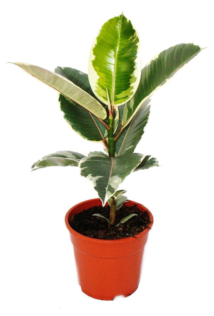 Weissbunter Gummibaum - Ficus elastica "Tineke" - 17cm Topf Produktbild 