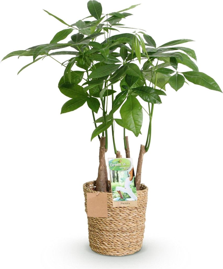 Pachira Aquatica Mehrstamm – 50-55cm – 17cm mit Korb – Pflegeleichter Geldbaum – Mehrstämmige Zimmerpflanze in frischem Grün für Wohnzim...