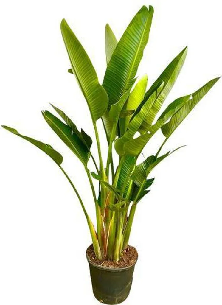 Grande plante d'intérieur Strelitzia géante 225cm pour verriere