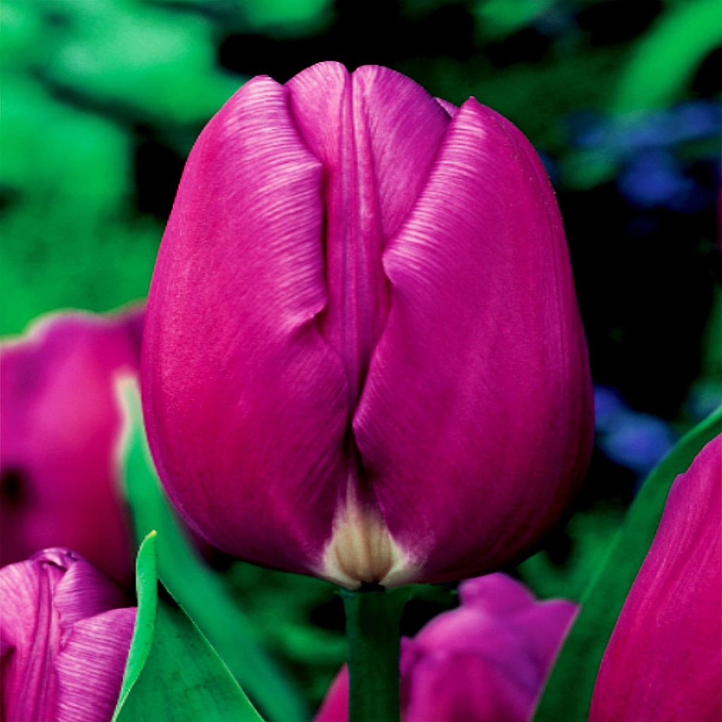 Tulipány Cibulky Cibulky Květiny Triumf Tulipán Fialová Obrázek produktu 