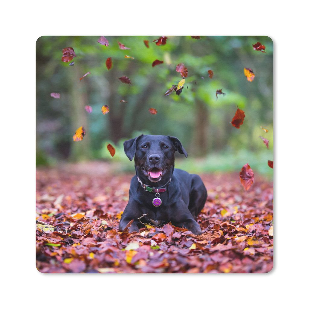 MuchoWow Mauspad Mousepad Schwarzer Labrador Retriever inmitten schöner Herbstblätter liegend 20x20 cm - Mousepads - Maus Mat - Pad - Mausunter...