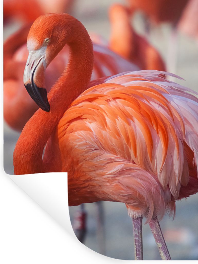 MuchoWow Wandtattoo Wandsticker Wandaufkleber Flamingo - Vogel - Tiere - Rosa 90x120 cm Selbstklebend und Repositionierbar - Faltenfrei