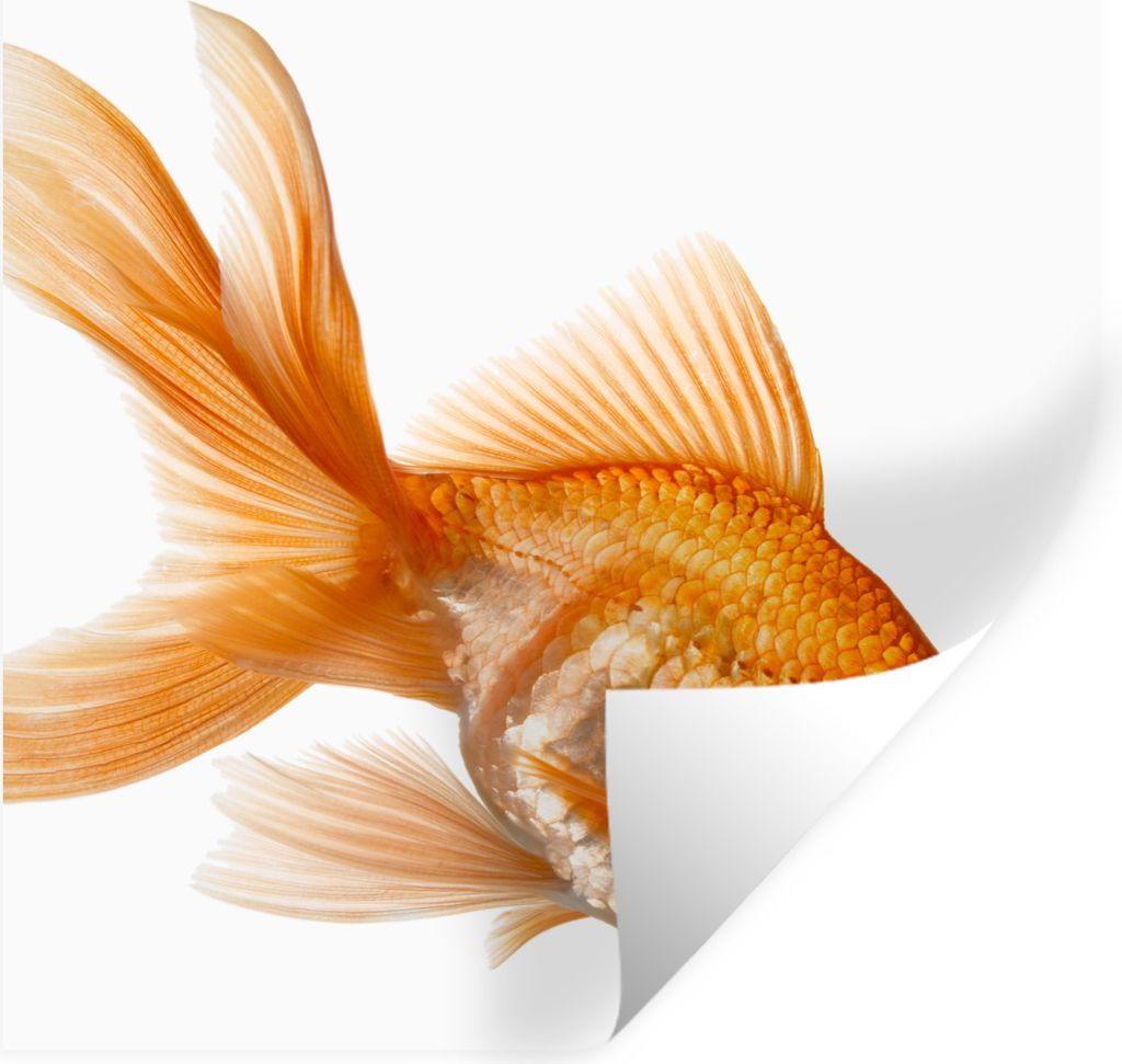 MuchoWow Wandtattoo Wandsticker Wandaufkleber Goldfisch - Weiß 30x30 cm Selbstklebend und Repositionierbar - Repositionierbar - Wasser abweisend