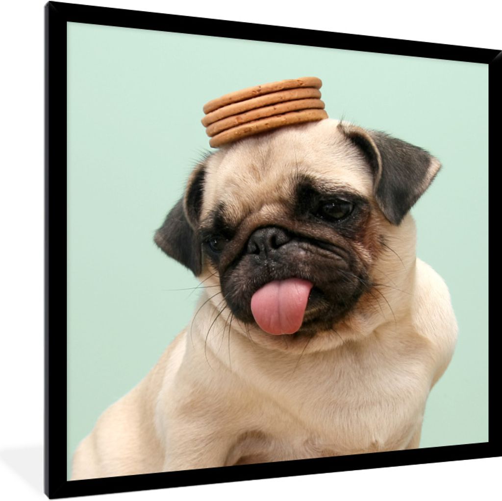 MuchoWow Gerahmtes Poster Hund - Lustig - Kekse - Kinder - Jungen - Mädchen - Kinder 40x40 cm - Poster mit Schwarzem Bilderrahmen Wandposter Rah...