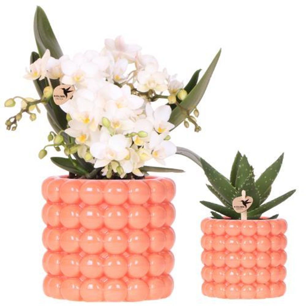 Pflanzenset Poppy Orange Nazaré – weiße Nazaré Orchidee Ø9cm + Grünpflanze Ø6cm – inklusive Poppy Orange Übertöpfe im Bubble Design –...