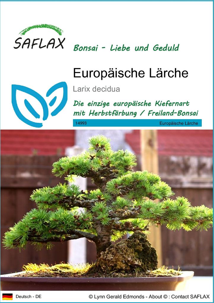 SAFLAX - Europäische Lärche - Larix decidua - 75 Samen Produktbild 