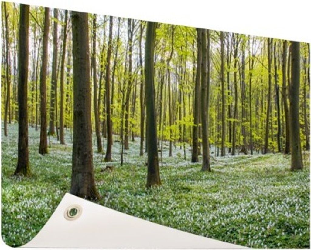 Gartenposter - 60x40 cm - Foto des Waldes im Frühjahr  - Produktbild 