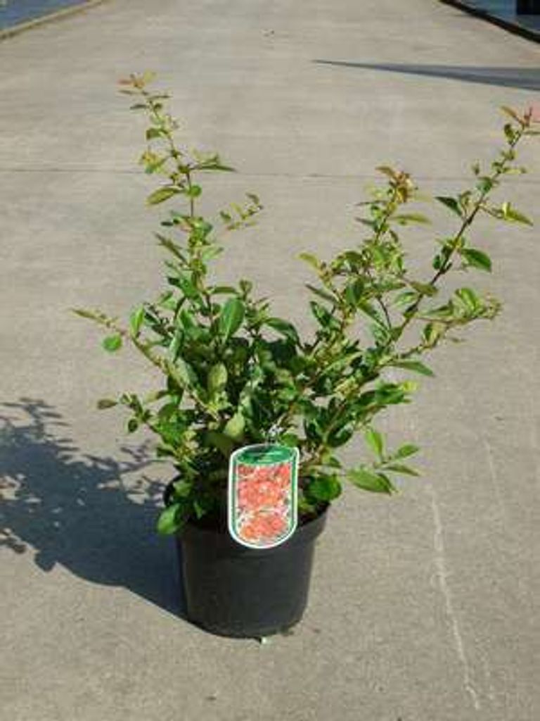 Chaenomeles sup. 'Nicoline' - Japanische Zierquitte 30- 40 cm Container