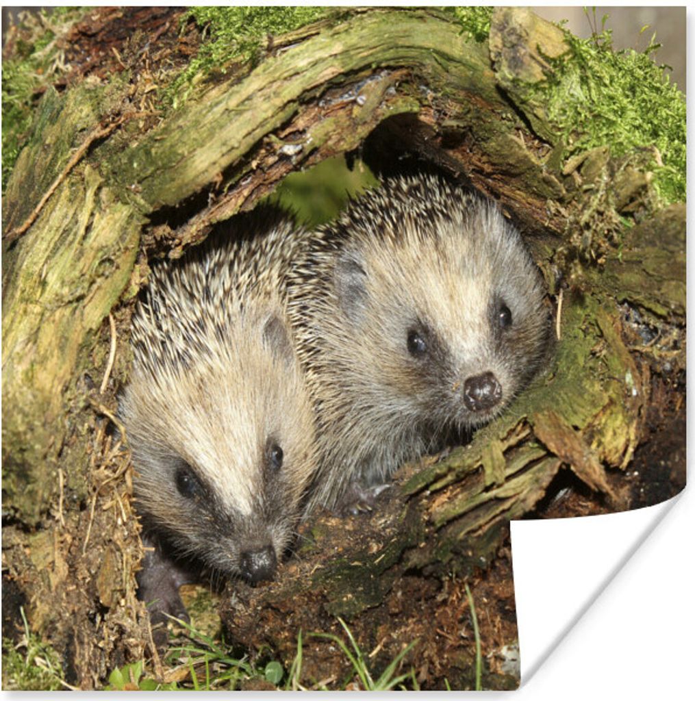 MuchoWow Poster Zwei Igel in einem Baumstamm 40x30 cm - Plakate für die Wände - Poster Wohnzimmer