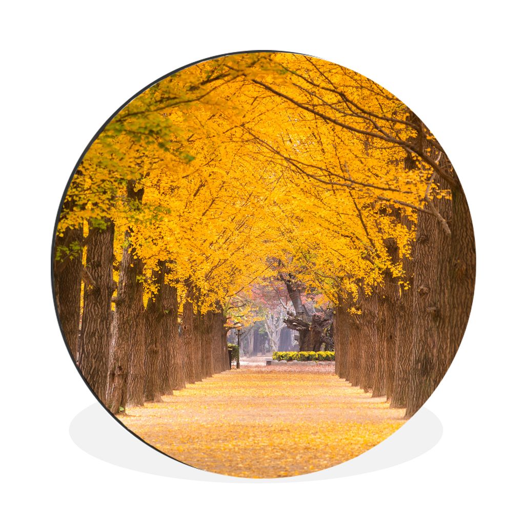 MuchoWow Aluminium Wandkreis Gelbe Bäume in Südkorea Ø 30 cm Wanddeko Modern Wohnzimmer - Wand Bild - Wohnzimmer - Runde Bilder - Alubilder - ...