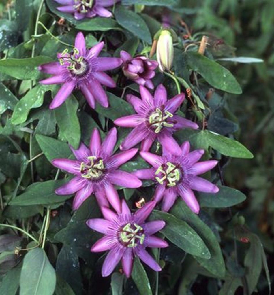Passionsblume ́LAVENDER LADY ́ 40-50 cm, Cont. 2 l