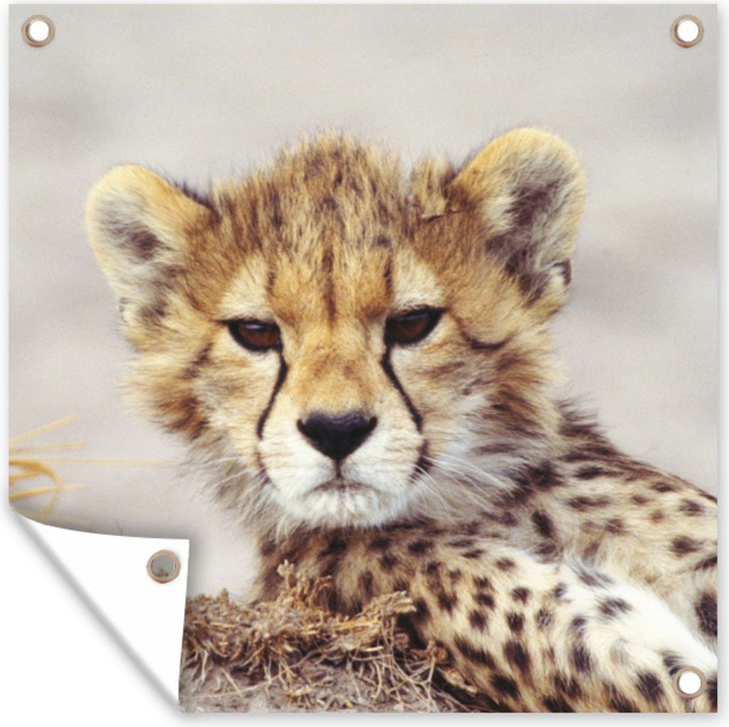 MuchoWow 50x50 cm Outdoor-Poster Gartendeko Sichtschutz Garten Poster für den Garten Gepard - Jung - Porträt