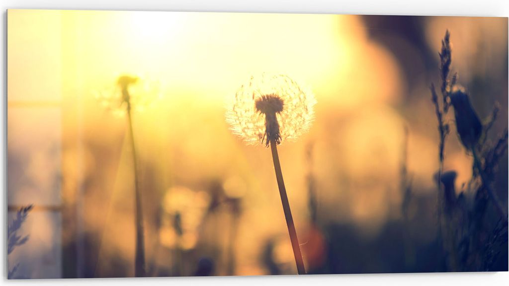 DEQORI Küchenrückwand Glas 80x40 cm 'Pusteblumenwiese' Spritzschutz Bad Rückwand