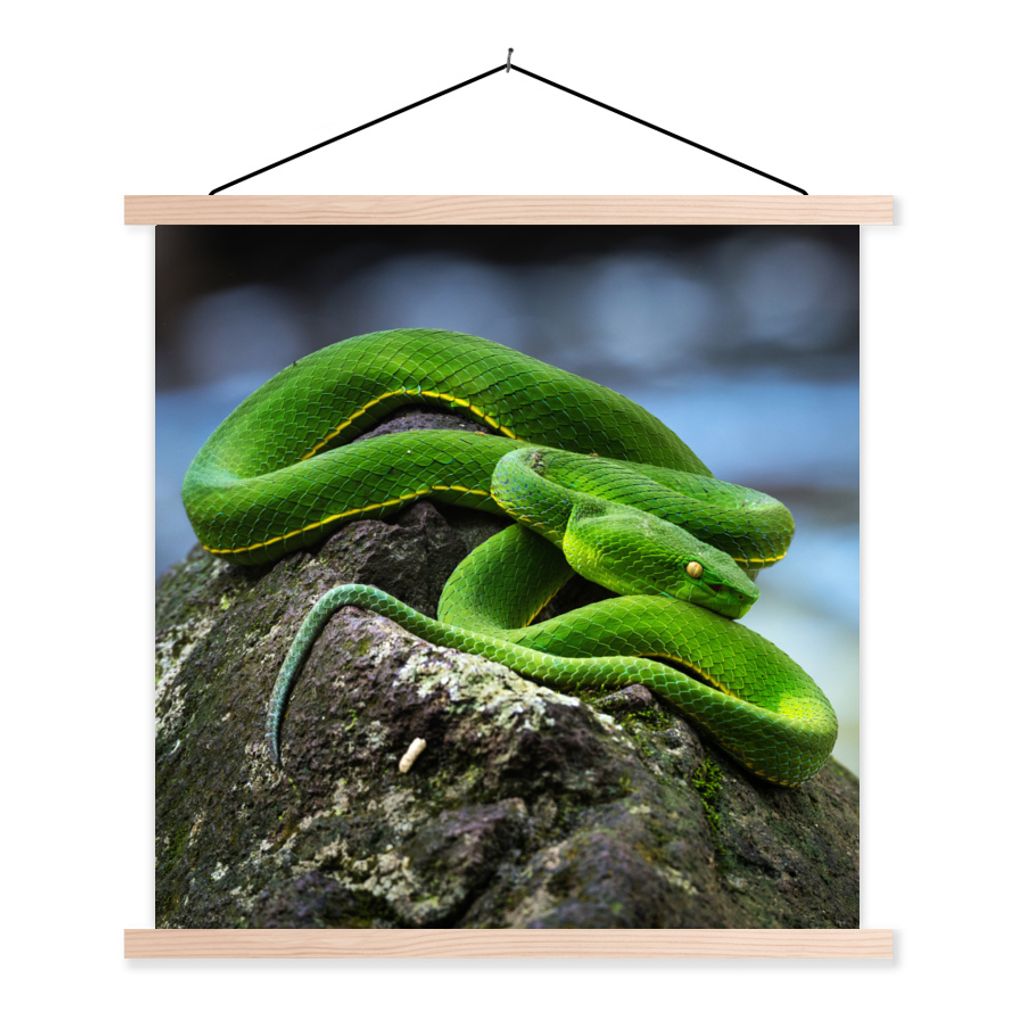 MuchoWow Textilposter Grüne Schlange auf Stein 40x40 cm mit holzfarbenen Rahmen - Posterleiste