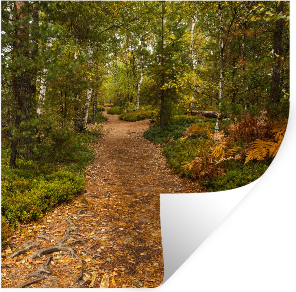 MuchoWow Wandtattoo Wandsticker Wandaufkleber Wald - Weg - Herbst - Laub 50x50 cm Selbstklebend und Repositionierbar - Selbstklebend - Fototapeten