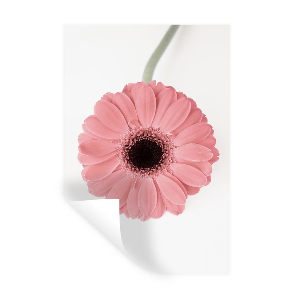 MuchoWow Wandtattoo Wandsticker Wandaufkleber Blume - Rosa - Natur - Pflanze 40x60 cm Selbstklebend und Repositionierbar - Wierderverwendbar - Se...