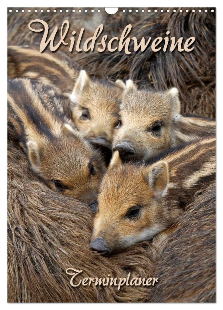 Wildschweine (Wandkalender 2027 DIN A3 hoch), CALVENDO Monatskalender