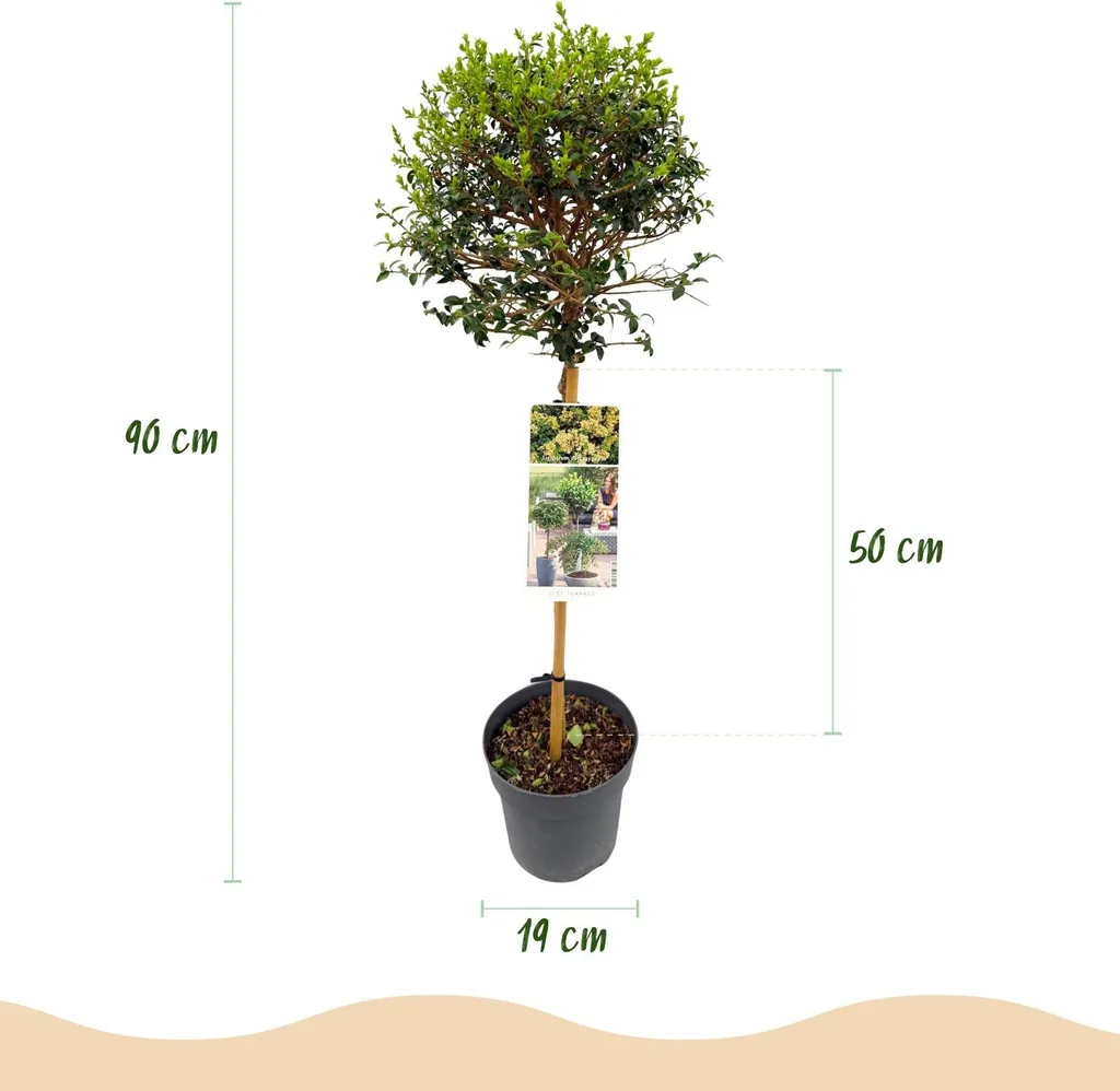 Ligustrum delavayanum sur tige Ø19cm, arbuste persistant de 90cm