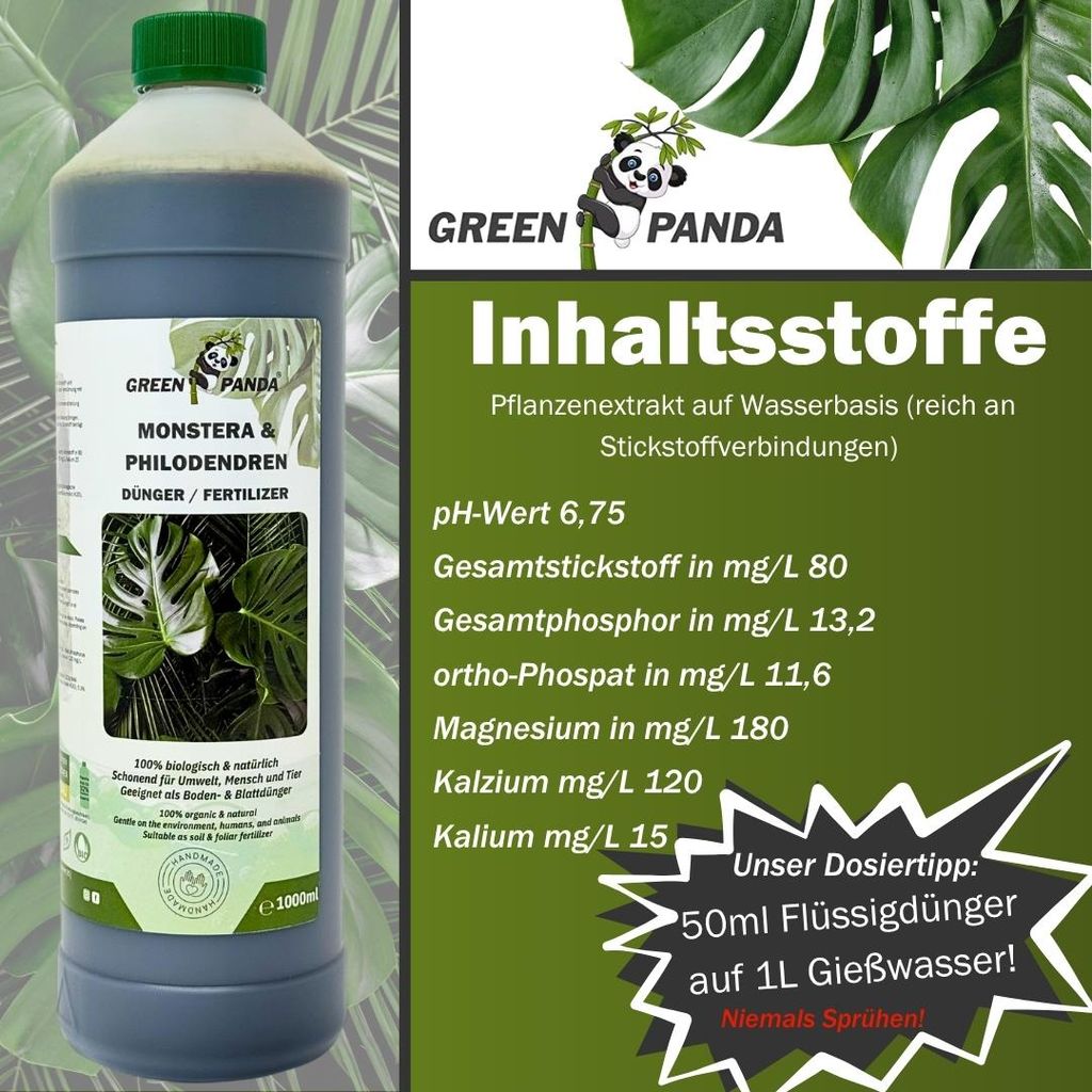 philodendron plowmanii Philodendron Plowmanii Black Face Narrow small size  Okanoka