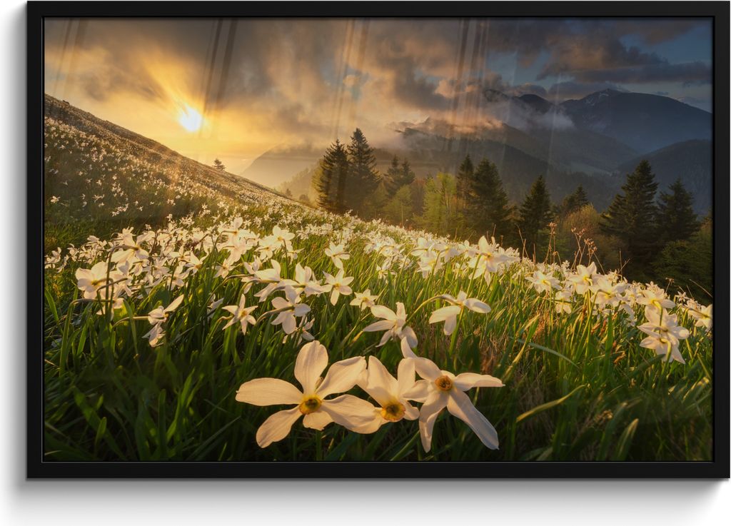 MuchoWow MuchoWow Gerahmtes Poster Blumenfeld - Hügel - Sonnenuntergang - Berg - Natur - Weiß - Hügel 90x60 cm - Poster mit zchwarzem Bilder...