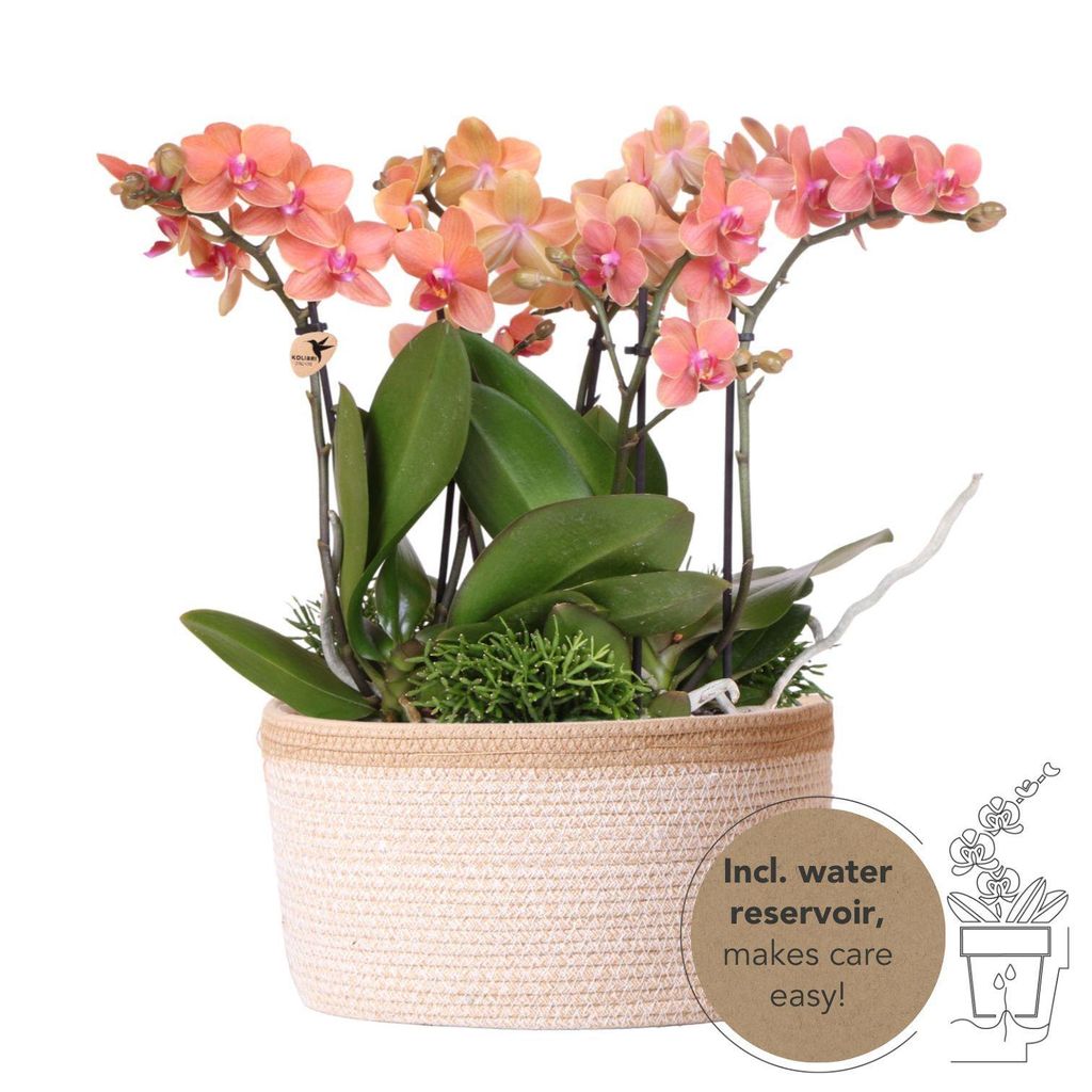 Sada v bavlněném košíku: 3 oranžové orchideje Bozen (9 cm) Obrázek produktu 