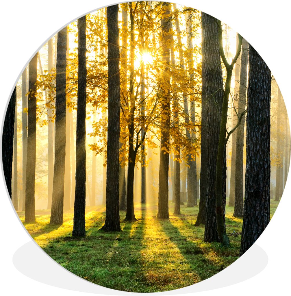 MuchoWow Rundes Wandbild - Runde Bilder Wald - Sonne - Bäume - Gras - Landschaft - Natur Ø 30 cm Kreis Wanddekoration Kunststoff - Wandkreis - ...