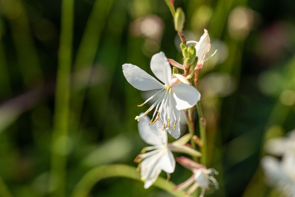 Gaura lindheimerii 'Corrie's Gold', Prachtkerze, gelb-grün, ca. 11x11 cm Topf