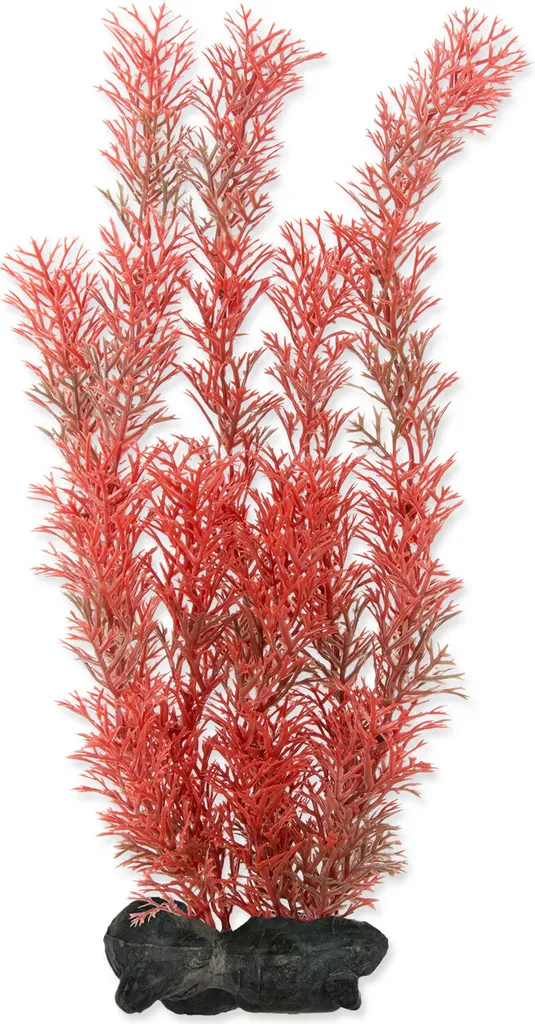Pianta Coda di Volpe Rossa L (1 pz) - Arredo Verde Naturale