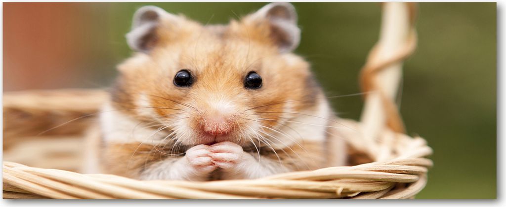 Tulup Küchenrückwand Spritzschutz aus Glas -125x50 -Spritzschutz auf gehärtetes Glas Deko Tiere Hamster im Korb