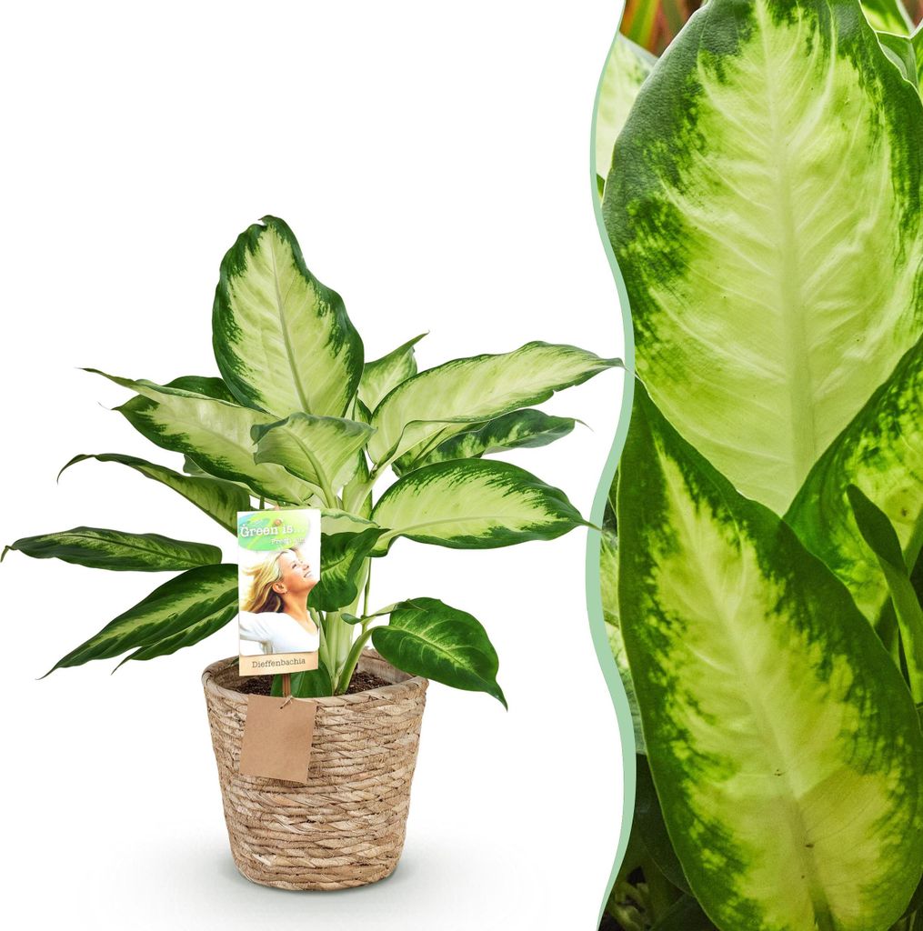 Green boutiQ - Zimmerpflanzen - Diefenbachia Camilla - Dieffenbachia - Wenig Pflege - mit Korb - Bunt - 1 Pflanze - Topf 17cm - Höhe 45-50cm