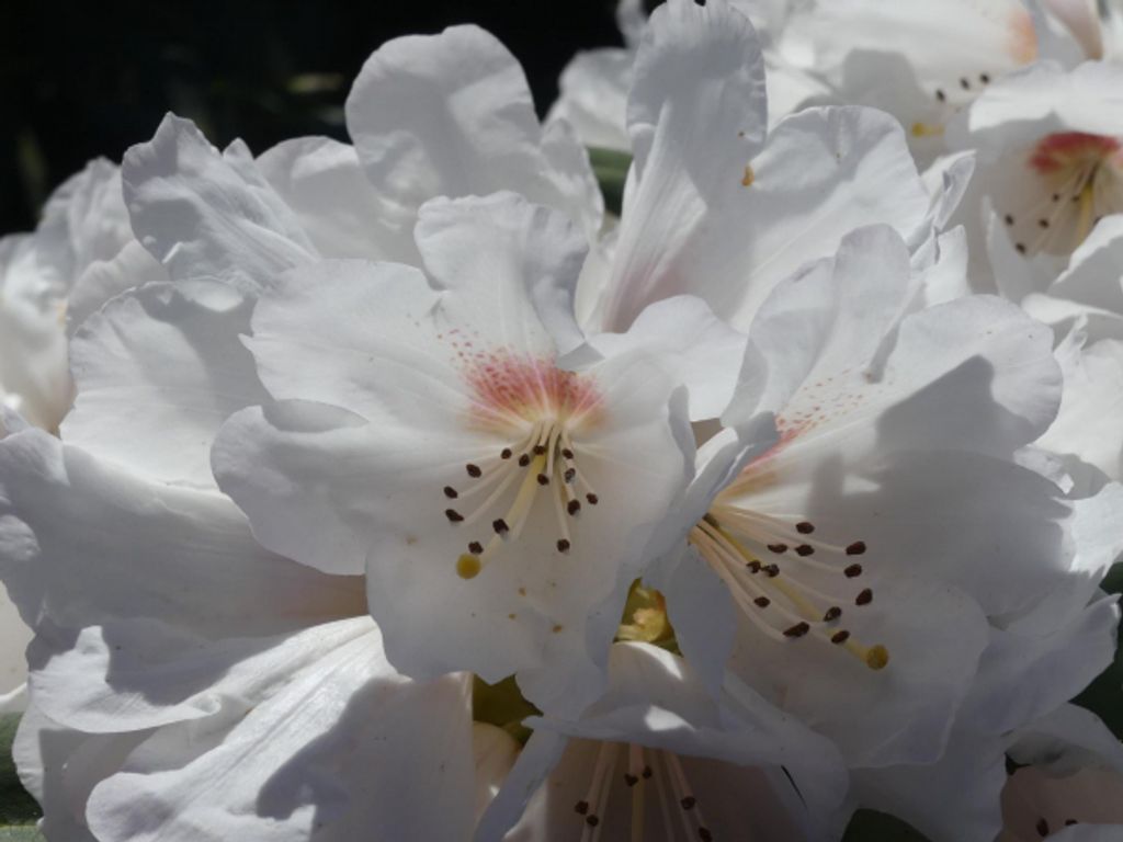 Rhododendron praevernum Osterschnee - Wild Rhododendron - 30-40cm