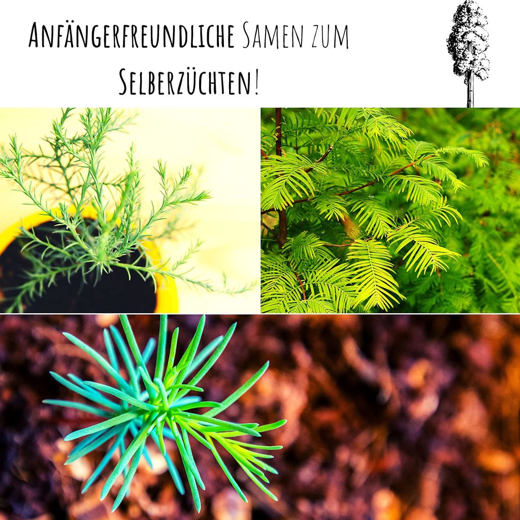Auergewhnliche Bonsai Samen Berg Mammutbaum