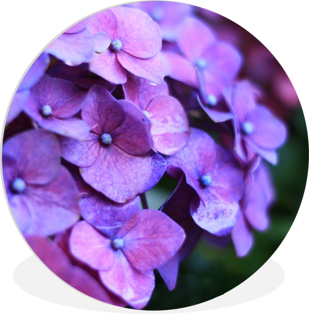 MuchoWow Rundes Wandbild - Runde Bilder Blumen - Lila - Hortensie - Natur - Blütenblätter Ø 30 cm Kreis Wanddekoration Kunststoff - Wandkreis ...