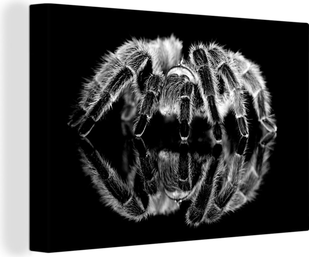 OneMillionCanvasses - Leinwandbilder - 140x90 cm, Studioaufnahme einer Vogelspinne - schwarz und weiß, Wandbilder Kunstdruck Wanddekoration