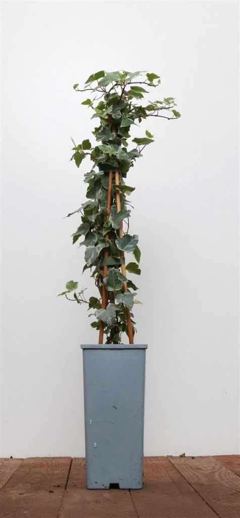 Hedera helix 'Eva', Efeu, grün-gelb, 40–60 cm