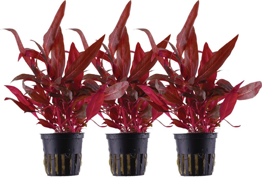 Aquarium Pflanze 3 Stück Alternanthera reineckii Rosanervig Produktbild 