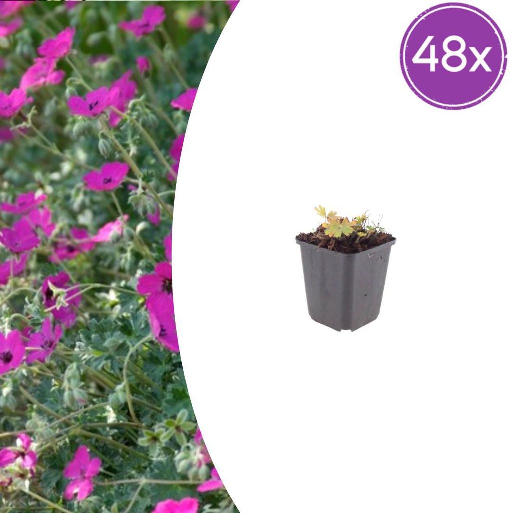 Geranium sang. 'Max Frei' | 48 Stück - 10-25cm - Ø9cm - Gartenpflanze