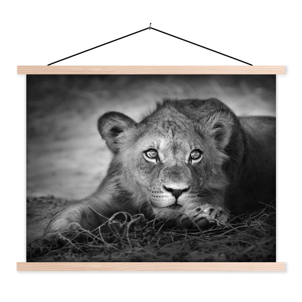 MuchoWow Textilposter Wildtiere - Löwe - Natur - Schwarz - Weiß 120x90 cm mit holzfarbenen Rahmen - Magnetisch