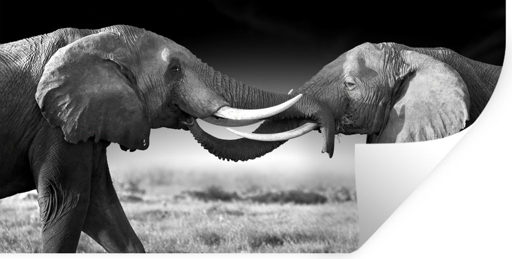 MuchoWow Wandtattoo Wandsticker Wandaufkleber Elefant - Tiere - Schwarz und weiß - Porträt - Landschaft 120x60 cm Selbstklebend und Repositioni...